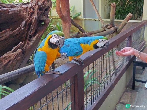 奇遇檳城。馬來西亞檳城浮羅交怡親子遊記。Day 5