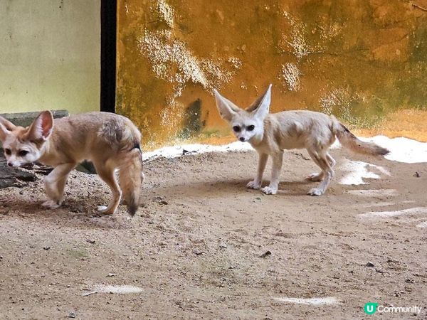 奇遇檳城。馬來西亞檳城浮羅交怡親子遊記。Day 5