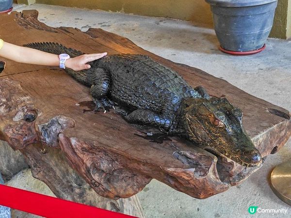 奇遇檳城。馬來西亞檳城浮羅交怡親子遊記。Day 5