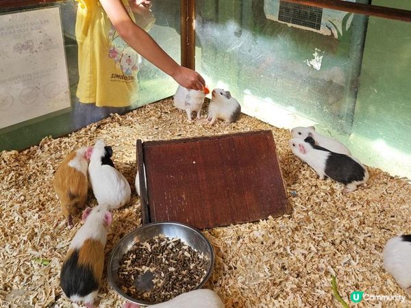 奇遇檳城。馬來西亞檳城浮羅交怡親子遊記。Day 5