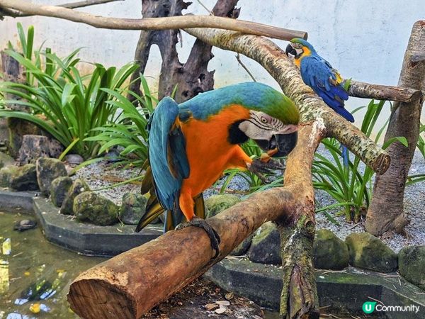 奇遇檳城。馬來西亞檳城浮羅交怡親子遊記。Day 5