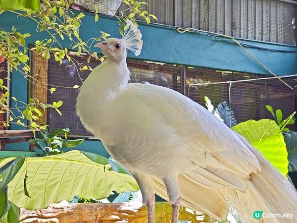 奇遇檳城。馬來西亞檳城浮羅交怡親子遊記。Day 5