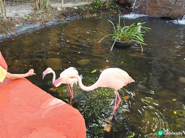 奇遇檳城。馬來西亞檳城浮羅交怡親子遊記。Day 5