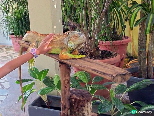 奇遇檳城。馬來西亞檳城浮羅交怡親子遊記。Day 5