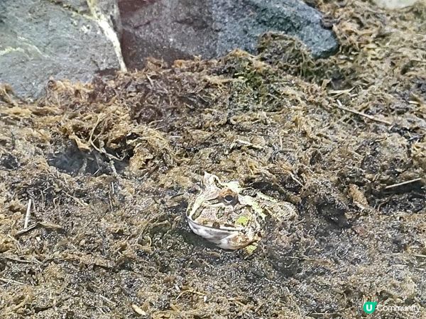 奇遇檳城。馬來西亞檳城浮羅交怡親子遊記。Day 7