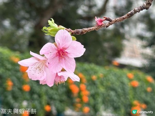 香港好去處 | 賞櫻 | 石門安景街公園 | 馬鞍山恆明街休憩處