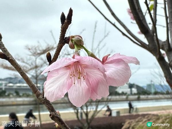 香港好去處 | 賞櫻 | 石門安景街公園 | 馬鞍山恆明街休憩處