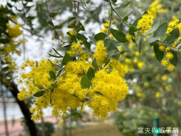 香港好去處 | 賞櫻 | 石門安景街公園 | 馬鞍山恆明街休憩處