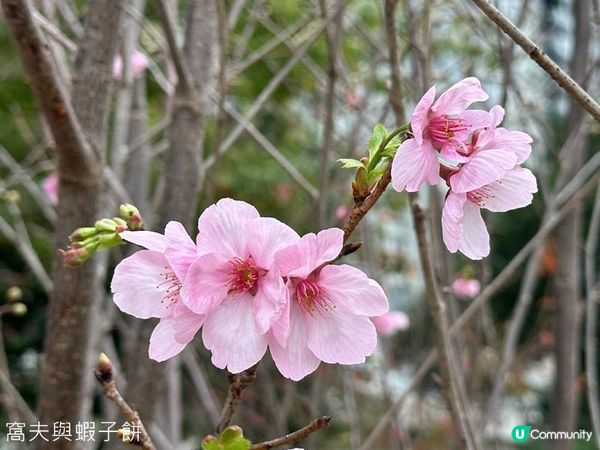 香港好去處 | 賞櫻 | 石門安景街公園 | 馬鞍山恆明街休憩處