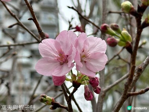 香港好去處 | 賞櫻 | 石門安景街公園 | 馬鞍山恆明街休憩處