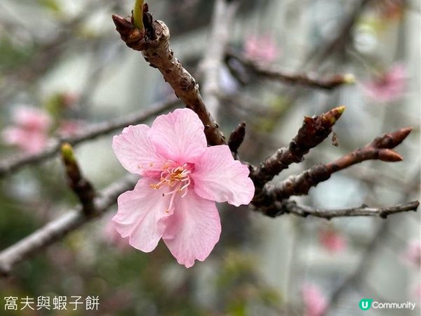 香港好去處 | 賞櫻 | 石門安景街公園 | 馬鞍山恆明街休憩處
