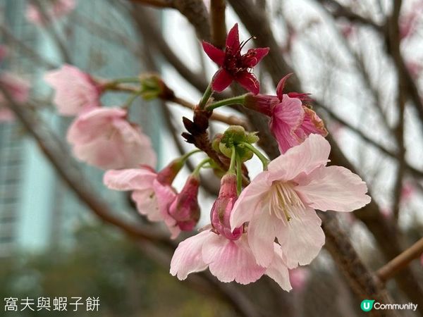 香港好去處 | 賞櫻 | 石門安景街公園 | 馬鞍山恆明街休憩處