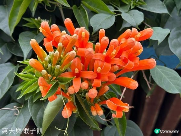 香港好去處 | 賞櫻 | 石門安景街公園 | 馬鞍山恆明街休憩處