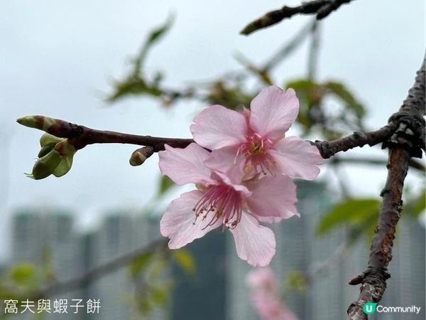 香港好去處 | 賞櫻 | 石門安景街公園 | 馬鞍山恆明街休憩處