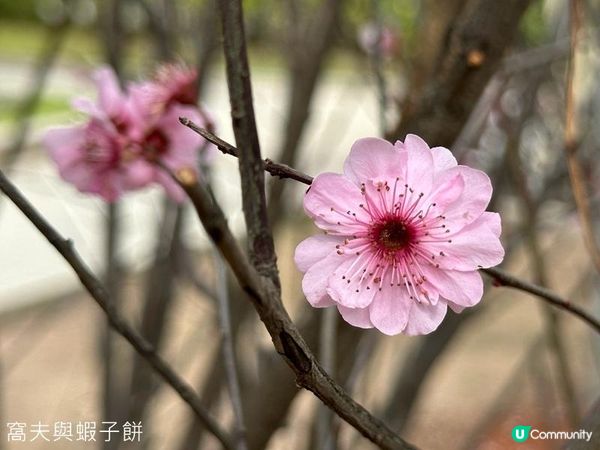 香港好去處 | 賞花 | 天水圍公園 | 梅花