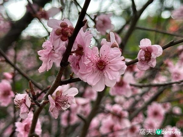 香港好去處 | 賞花 | 天水圍公園 | 梅花