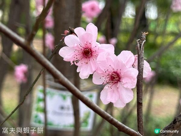 香港好去處 | 賞花 | 天水圍公園 | 梅花
