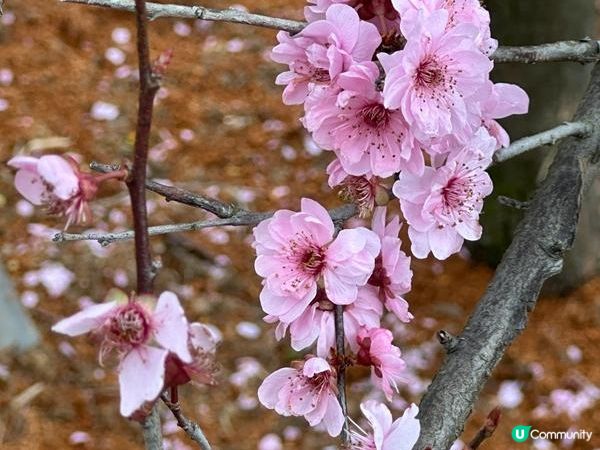 香港好去處 | 賞花 | 天水圍公園 | 梅花