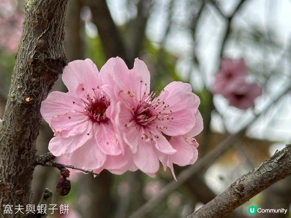 香港好去處 | 賞花 | 天水圍公園 | 梅花