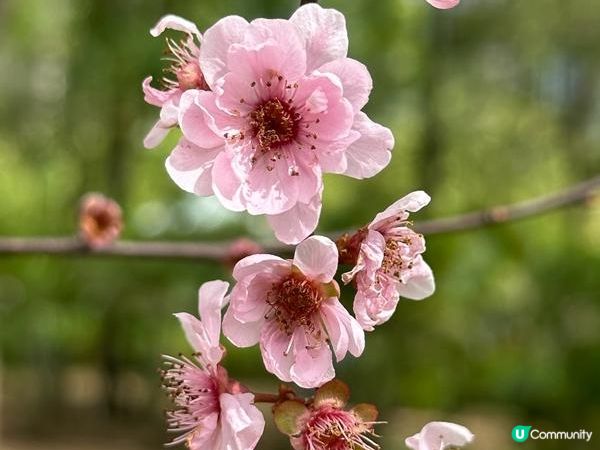 香港好去處 | 賞花 | 天水圍公園 | 梅花