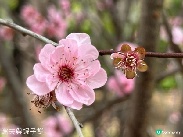 香港好去處 | 賞花 | 天水圍公園 | 梅花