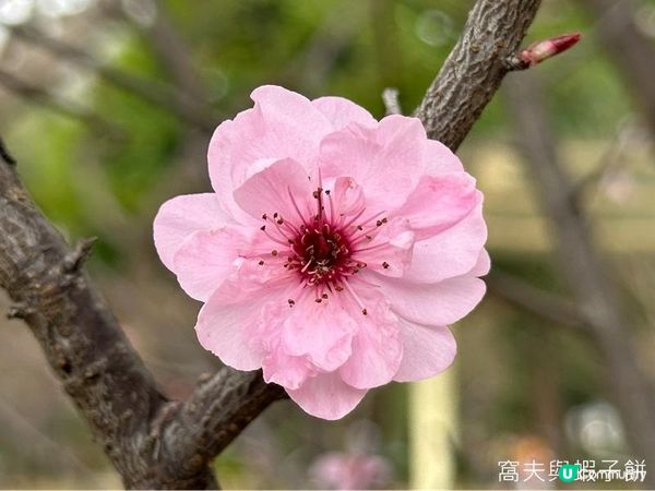 香港好去處 | 賞花 | 天水圍公園 | 梅花