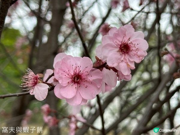 香港好去處 | 賞花 | 天水圍公園 | 梅花