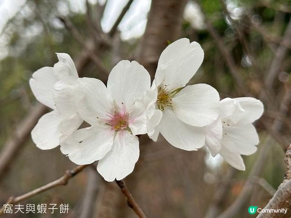 香港好去處 | 賞花 | 天水圍公園 | 梅花