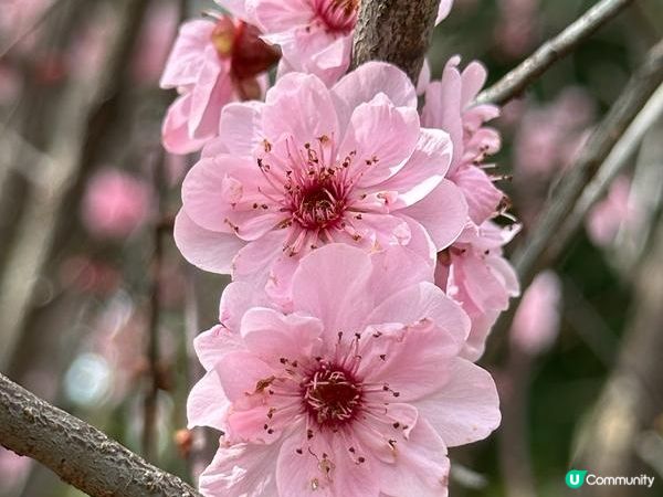 香港好去處 | 賞花 | 天水圍公園 | 梅花