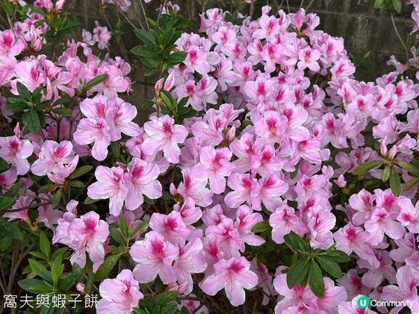 香港好去處 | 賞花 | 天水圍公園 | 梅花