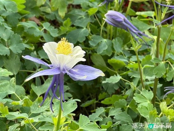 香港好去處 | 賞花 | 天水圍公園 | 梅花