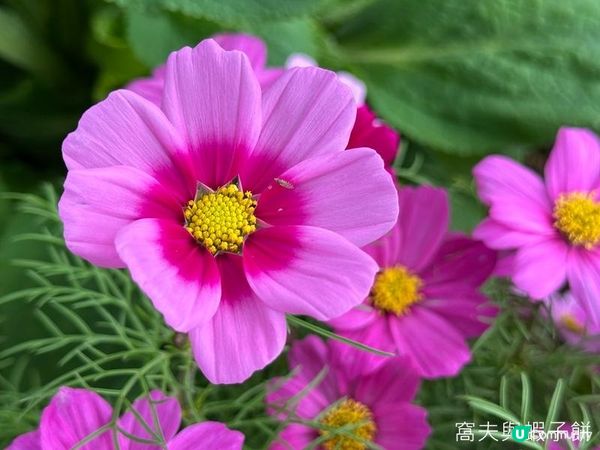 香港好去處 | 賞花 | 天水圍公園 | 梅花