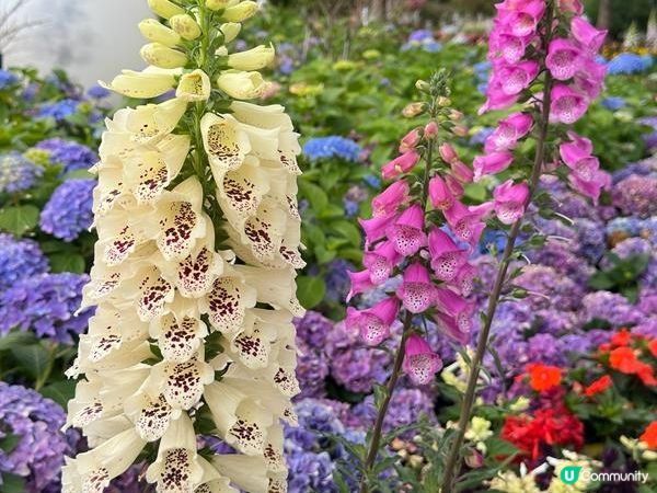 香港好去處 | 賞花 | 天水圍公園 | 梅花