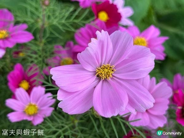 香港好去處 | 賞花 | 天水圍公園 | 梅花