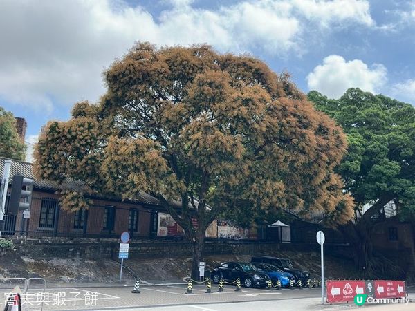 香港好去處 | 賞花 | 饒宗頤文化館 | 鬱金香