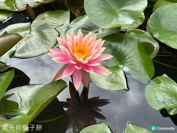 香港好去處 | 賞花 | 饒宗頤文化館 | 鬱金香