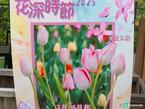 香港好去處 | 賞花 | 饒宗頤文化館 | 鬱金香