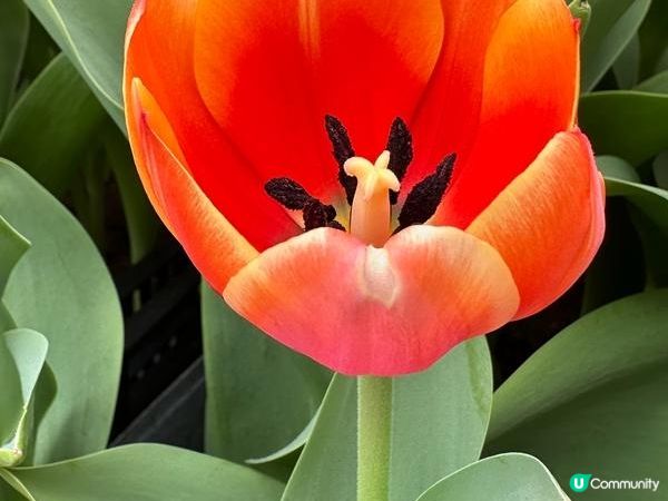 香港好去處 | 賞花 | 饒宗頤文化館 | 鬱金香