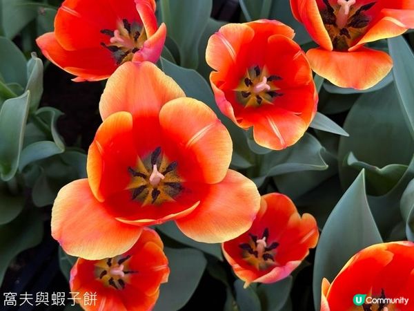 香港好去處 | 賞花 | 饒宗頤文化館 | 鬱金香