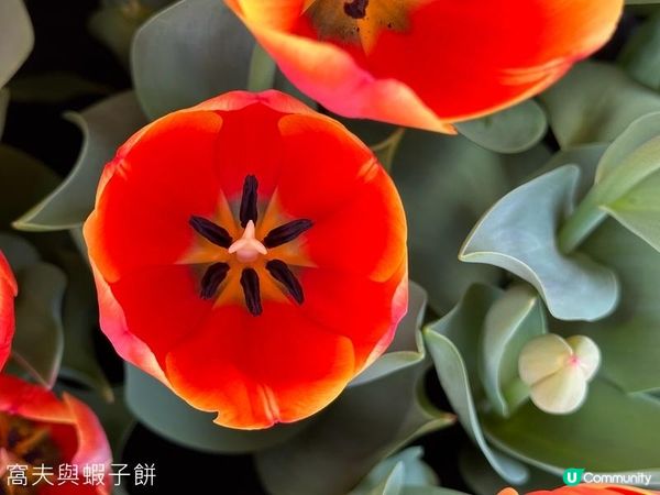 香港好去處 | 賞花 | 饒宗頤文化館 | 鬱金香