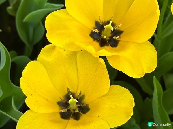 香港好去處 | 賞花 | 饒宗頤文化館 | 鬱金香