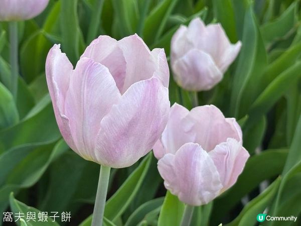 香港好去處 | 賞花 | 饒宗頤文化館 | 鬱金香