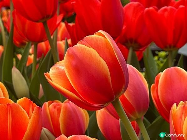 香港好去處 | 賞花 | 饒宗頤文化館 | 鬱金香