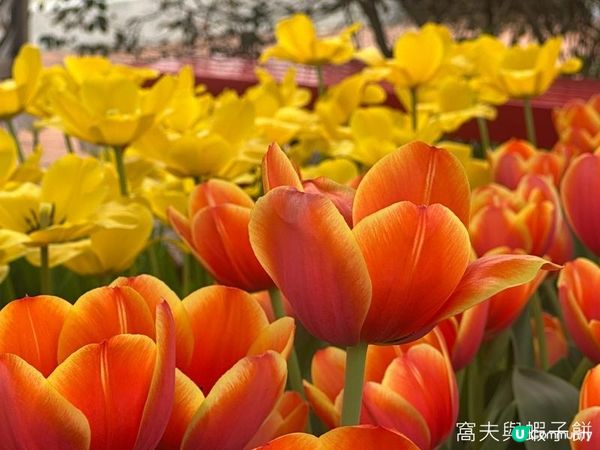 香港好去處 | 賞花 | 饒宗頤文化館 | 鬱金香