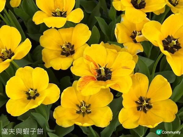 香港好去處 | 賞花 | 饒宗頤文化館 | 鬱金香