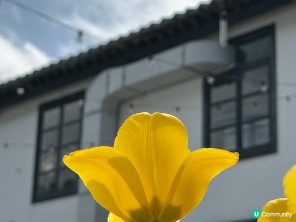 香港好去處 | 賞花 | 饒宗頤文化館 | 鬱金香