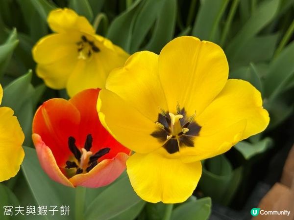 香港好去處 | 賞花 | 饒宗頤文化館 | 鬱金香