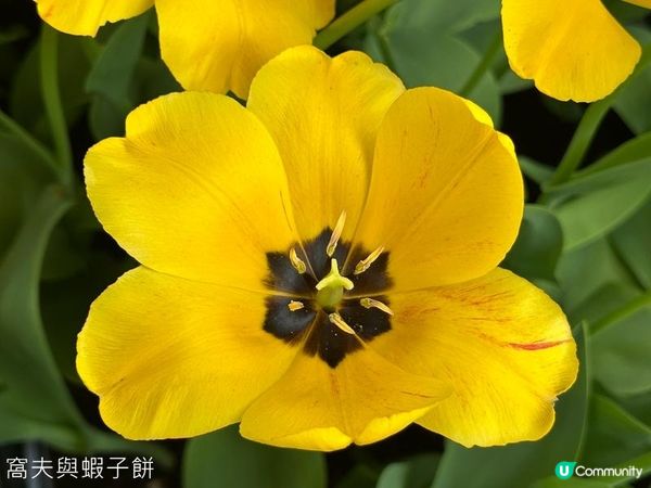 香港好去處 | 賞花 | 饒宗頤文化館 | 鬱金香