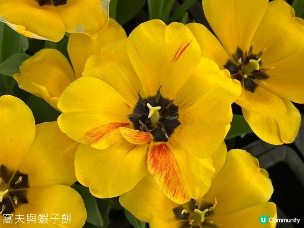 香港好去處 | 賞花 | 饒宗頤文化館 | 鬱金香