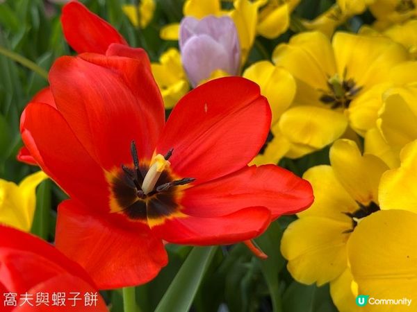 香港好去處 | 賞花 | 饒宗頤文化館 | 鬱金香